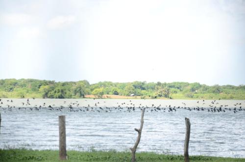 breezy lake eco friendly cabanas yala