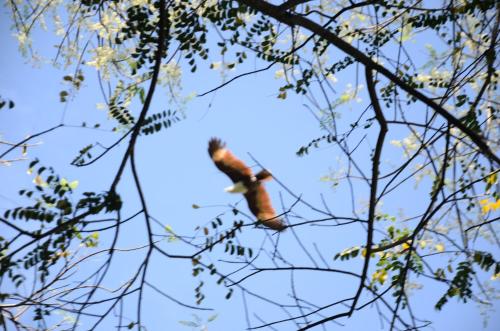 breezy lake eco friendly cabanas yala