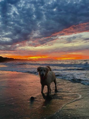poolside beach house at pangea lodge