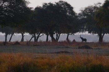 mwinilunga safaris