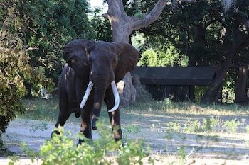 mwinilunga safaris