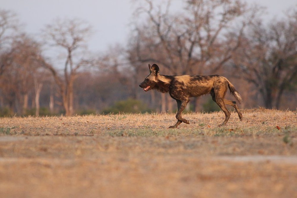 mwinilunga safaris
