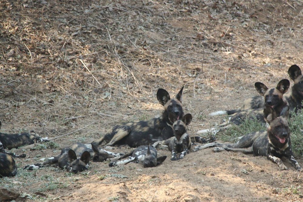 mwinilunga safaris