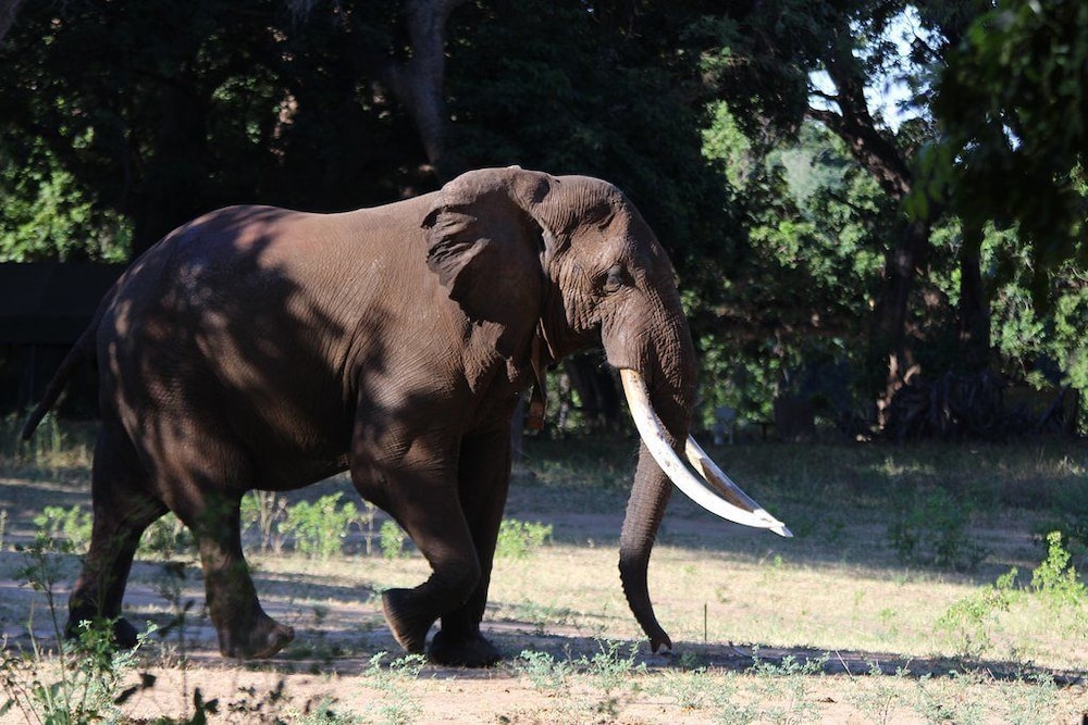 mwinilunga safaris