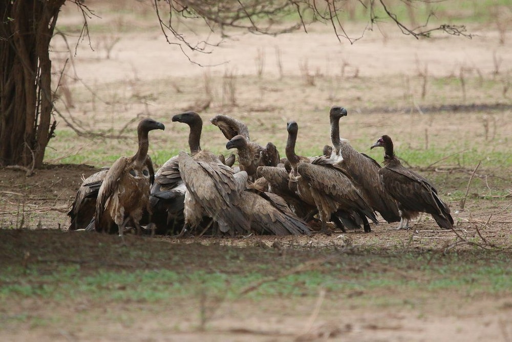 mwinilunga safaris