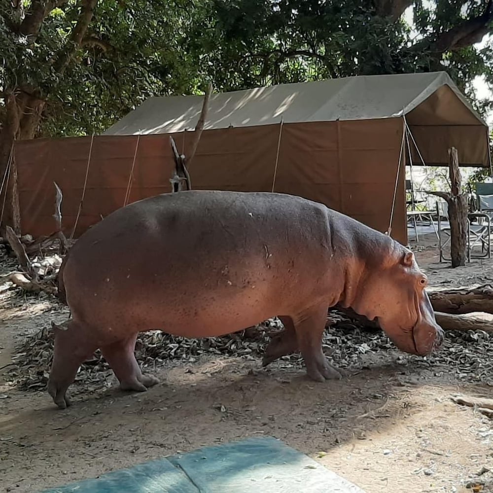 mwinilunga safaris