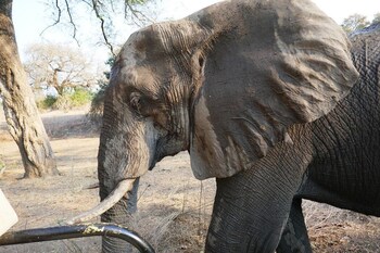 mwinilunga safaris