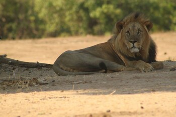 mwinilunga safaris