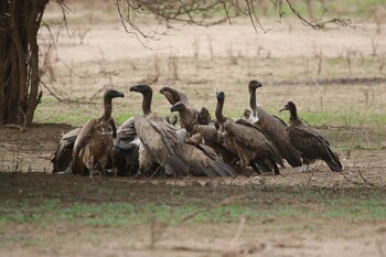 mwinilunga safaris