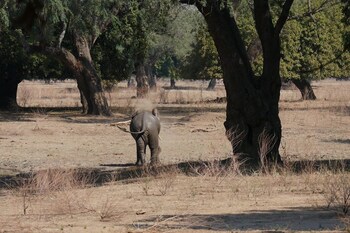 mwinilunga safaris
