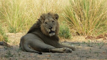 mwinilunga safaris