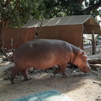 mwinilunga safaris