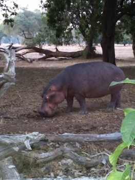 mwinilunga safaris