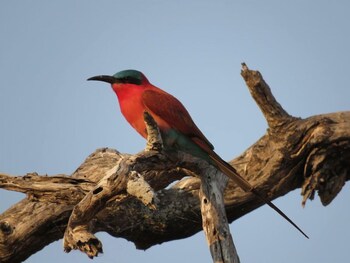 mwinilunga safaris