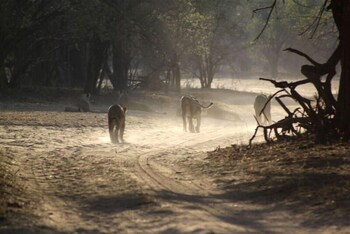 mwinilunga safaris
