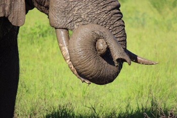 mwinilunga safaris