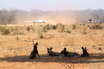 mwinilunga safaris