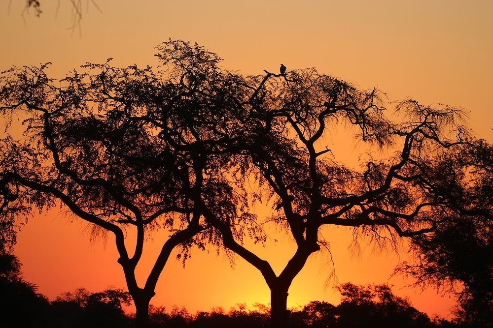 mwinilunga safaris