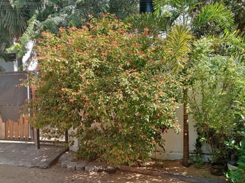 surf and relax inn arugambay