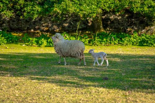 vila nova de cerveira