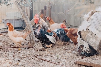 Khan Alsira - Amazing Bedouin Hospitality,Nevatim>>Arad,0 star