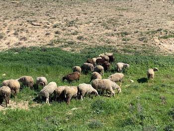 khan alsira amazing bedouin hospitality