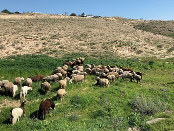 khan alsira amazing bedouin hospitality