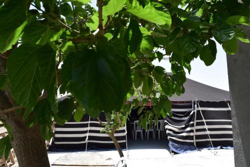 khan alsira amazing bedouin hospitality