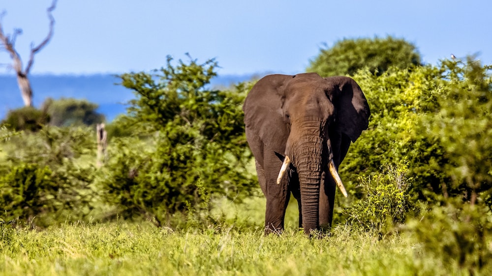africamps at hoedspruit