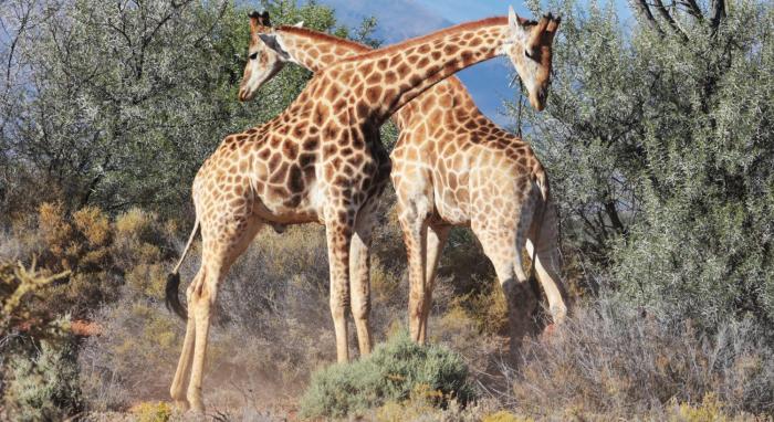 the wild blue lodge safari and spa