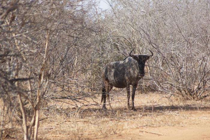 the wild blue lodge safari and spa
