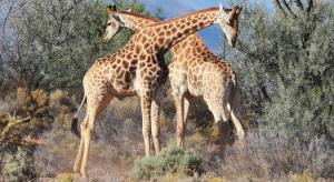 the wild blue lodge safari and spa