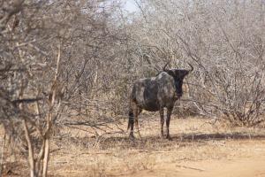 the wild blue lodge safari and spa