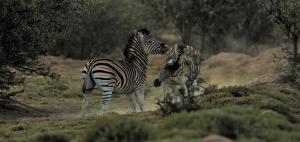 the wild blue lodge safari and spa