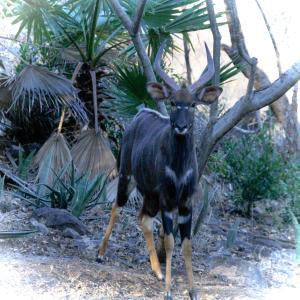 the wild blue lodge safari and spa