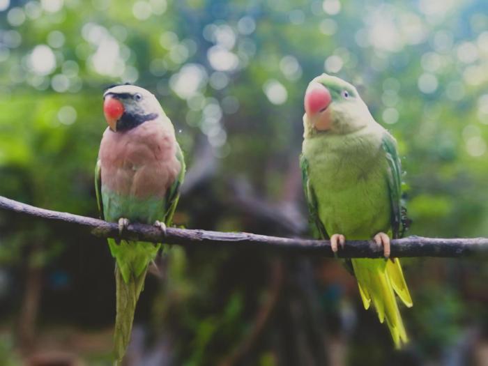 kakrona pouk homestay