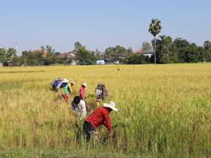 kakrona pouk homestay