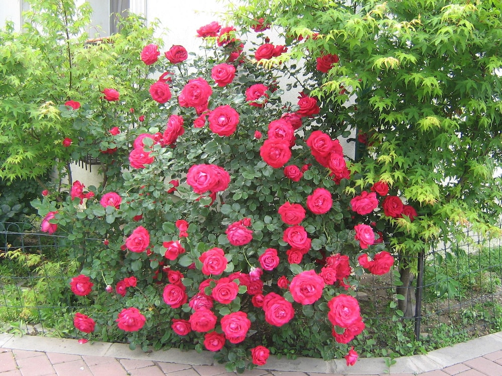 city hotel bucharest