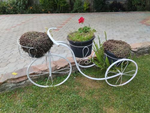 comfort guest house kericho