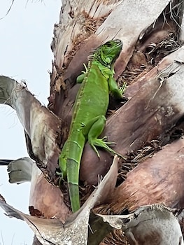 the grand guesthouse