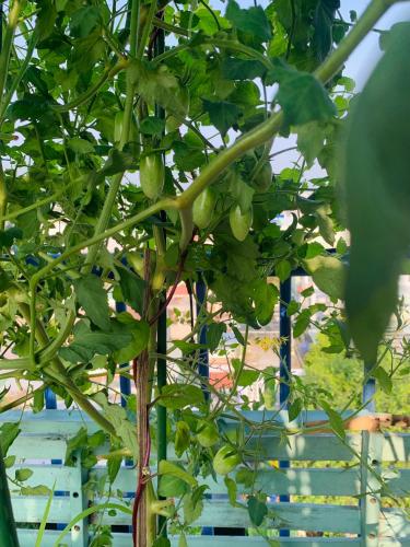 la maison des delices