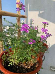 la maison des delices