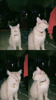 ingpha room for rent