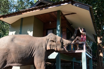 chiang mai elephant friends