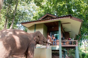 chiang mai elephant friends