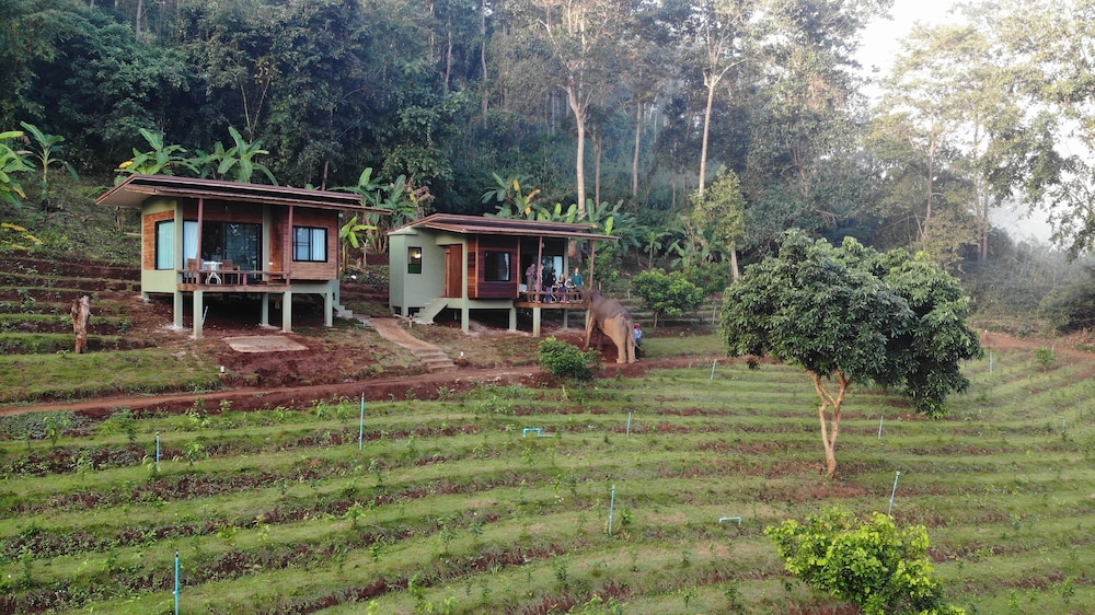 chiang mai elephant friends