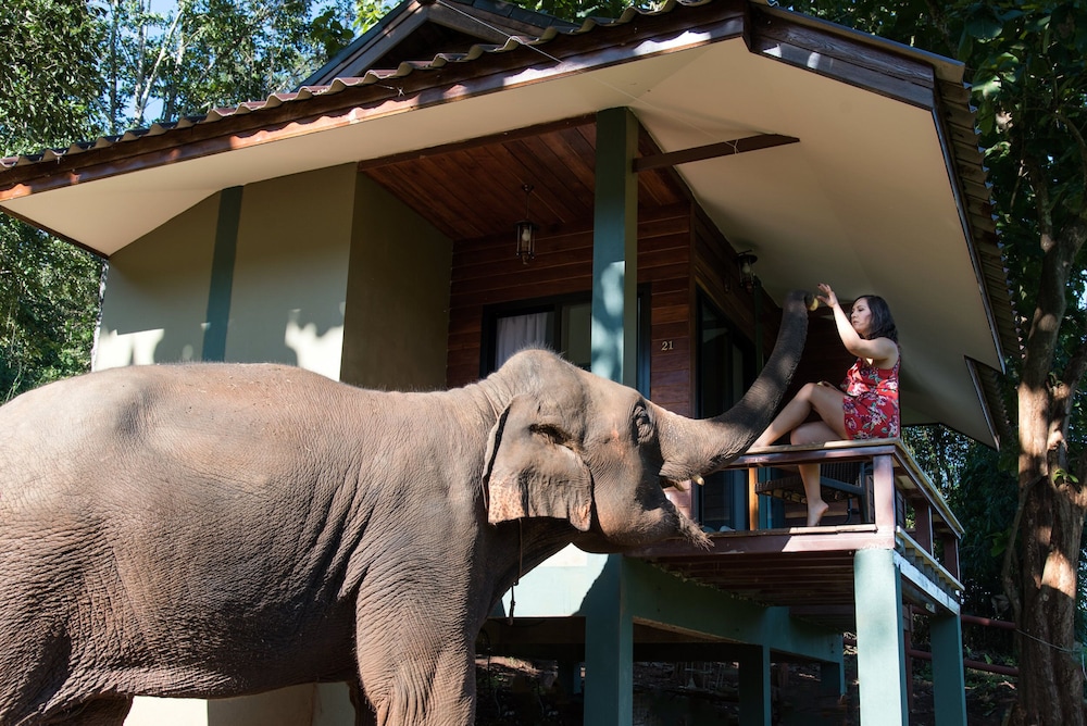 chiang mai elephant friends