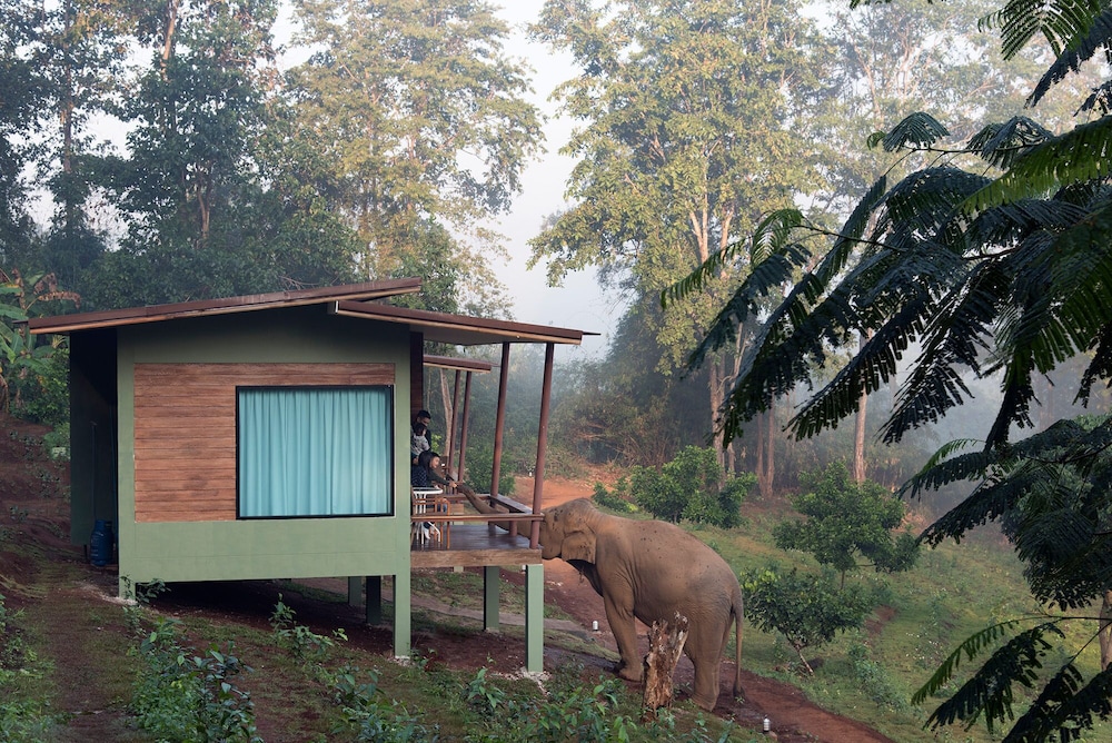 chiang mai elephant friends