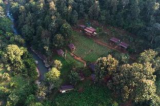 chiang mai elephant friends