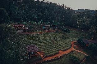 chiang mai elephant friends